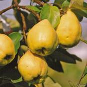 Garten Schlüter 64435 Vergleich