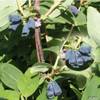 Garten Schlüter 69707