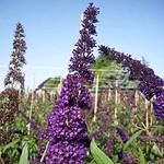 Garten Schlüter 048204