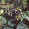 Garten Schlüter Brombeere Loch Ness