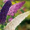 Garten Schlüter Drei-Farben-Sommerflieder