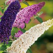 Garten Schlüter Drei-Farben-Sommerflieder