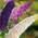 Garten Schlüter Drei-Farben-Sommerflieder