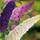 Garten Schlüter Drei-Farben-Sommerflieder