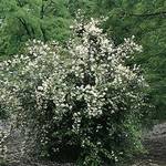 Garten Schlüter Duftender Bauernjasmin