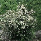 Garten Schlüter Duftender Bauernjasmin Vergleich