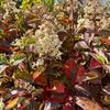 Garten Schlüter Fraise Melba