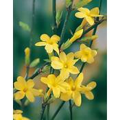 Garten Schlüter Gelber Winter-Jasmin