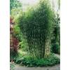 Garten Schlüter Horstbildender Bambus Pingwu