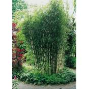 Garten Schlüter Horstbildender Bambus Pingwu