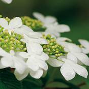 Garten Schlüter Japanischer Schneeball