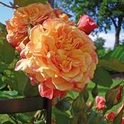Garten Schlüter Kletter-Rose Aloha Vergleich