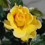 Garten Schlüter Kletterrose Dukat