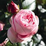 Garten Schlüter Kletterrose Giardina