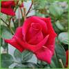 Garten Schlüter Kletterrose Red Flame