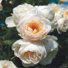 Garten Schlüter Kletterrose Uetersener Klosterrose
