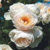 Garten Schlüter Kletterrose Uetersener Klosterrose