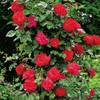 Garten Schlüter Kletterrose