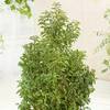 Garten Schlüter Portugiesischer Kirschlorbeer Angustifolia