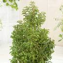Garten Schlüter Portugiesischer Kirschlorbeer Angustifolia