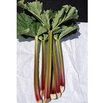Garten Schlüter Rhabarber Goliath