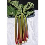 Garten Schlüter Rhabarber Goliath
