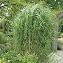 Garten Schlüter Riesen Chinaschilf