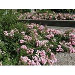 Garten Schlüter Rose "The Fairy"