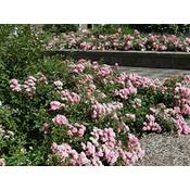 Garten Schlüter Rose "The Fairy" Vergleich