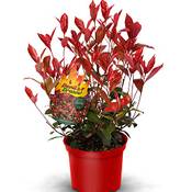 Garten Schlüter Rote Glanzmispel 'Devil's Dream'