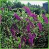 Garten Schlüter Royal Red