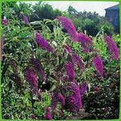 Garten Schlüter Royal Red