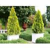 Garten Schlüter Thuja Golden Smaragd