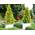 Garten Schlüter Thuja Golden Smaragd