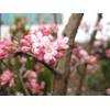 Garten Schlüter Winterschneeball Charles Lamont Viburnum bodnantense