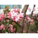 Garten Schlüter Winterschneeball Charles Lamont Viburnum bodnantense