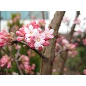 Garten Schlüter Winterschneeball Charles Lamont Viburnum bodnantense