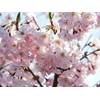 Garten von Ehren Japanische Blütenkirsche Kanzan