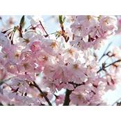 Garten von Ehren Japanische Blütenkirsche Kanzan