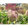 Garten von Ehren Rispenhortensie