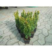 Gartenbau-service David gelbe Säulen-Eibe Vergleich