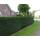Gartenbau-service Heimische-Eibe