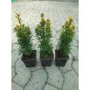Gartenbau-Service Taxus baccata David Vergleich