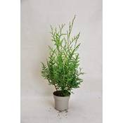Gartenbau-Service Thuja occidentalis Brabant Vergleich