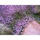 Gartencenter Schenker Sand-Thymian Vergleich
