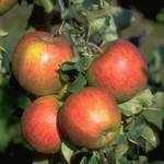 Gartenvonehren Apfelbaum Jonagold