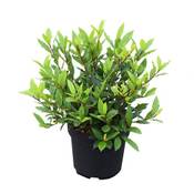Gartenwelten Echter Lorbeer Little Ragu Sweet Bay Vergleich
