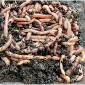 Die Mehlwurmfarm Dendrobenawürmer Vergleich