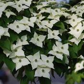 Generic Japanischer Hartriegel Cornus kousa Vergleich