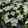 Generic Japanischer Hartriegel Cornus kousa